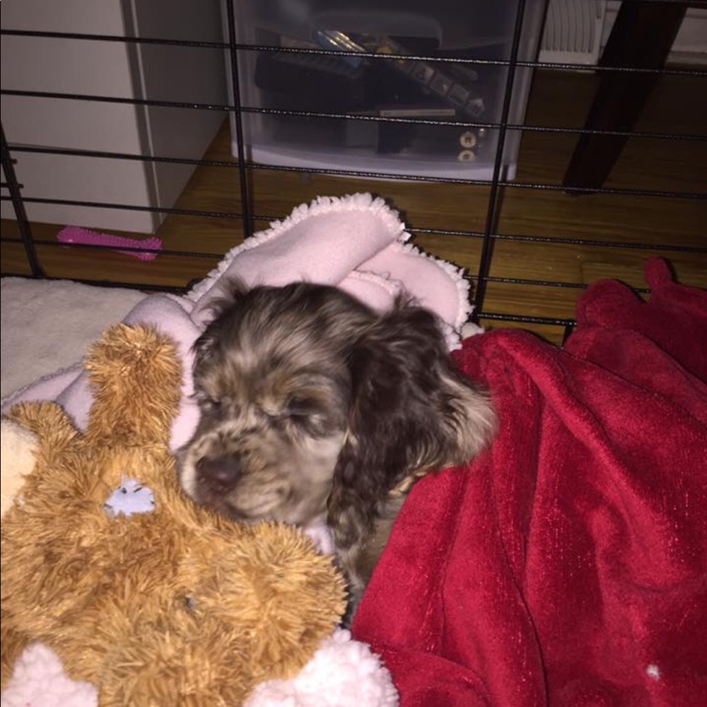 Meet your Posher, Maddie and her Puppy Lola.